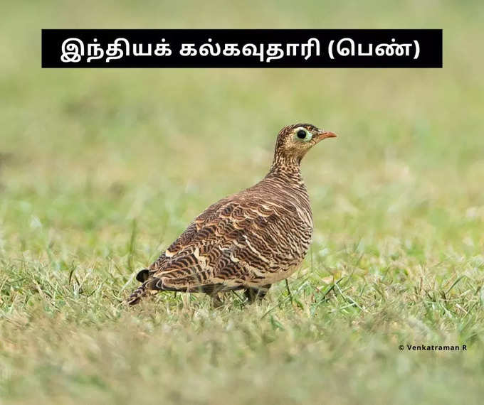 Salem Rare Bird