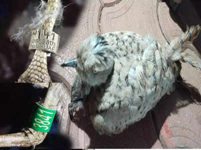 सिंधुदुर्गमधील देवगडमध्ये विदेशी टॅगिंग असलेला पक्षी आढळला , कोकणात खळबळ, उच्चस्तरीय खलबतं सुरू