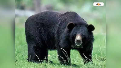 Bear Attack : ডুয়ার্সের চা বাগানে ভালুক, আতঙ্কে ঘুম উড়ল এলাকাবাসীর