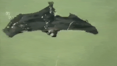 Bat Swimming Video: कभी तैरता चमगादड़ देखा है? यह वायरल वीडियो हैरान कर देगा