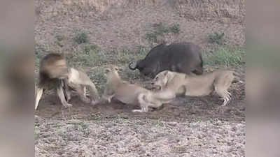 Sher Ka Video: 5 शेरों ने किया भैंस का शिकार, 30 सेकंड में वो मौत को छूकर टक से वापस आ गई