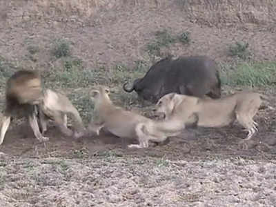 Sher Ka Video: 5 शेरों ने किया भैंस का शिकार, 30 सेकंड में वो मौत को छूकर टक से वापस आ गई