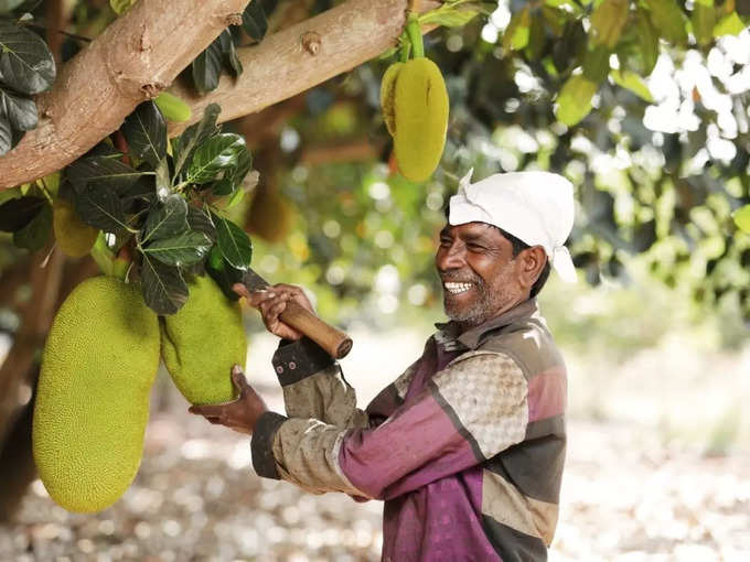 ​പ്രാദേശിക ചക്ക കർഷകർക്കുള്ള പിന്തുണ