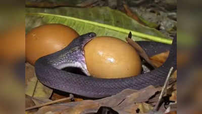 सांप ने पलभर में निगला मुंह से बड़ा अंडा, शरीर ऐसा हो गया कि लोग देखकर डर गए