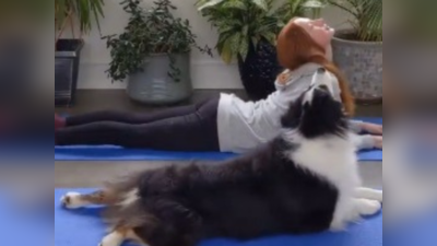 மனிதர்களை போல Yoga செய்யும் நாய்! Viral Video பதிவு!