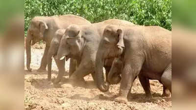 अचानक हाथियों का झुंड पहुंच गया गांव, उसके बाद जो हुआ वो हैरान कर देने वाला था