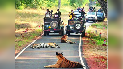 व्याघ्रप्रेमींसाठी खूशखबर! ताडोबा बफरमध्ये आजपासून १२ तासांची व्याघ्रसफारी