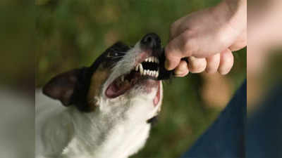 नोएडा में अगर पालतू कुत्ते ने काटा तो फिर मालिक को देना पड़ेगा 10 हजार का जुर्माना, Dog Policy भी जान लीजिए