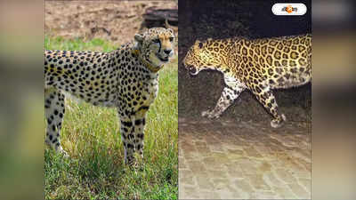 Kuno Cheetah : কুনোর চিতাদের ডেরায় নতুন বন্ধু, জঙ্গলে রোমহর্ষক মুহূর্ত ক্যামেরাবন্দি বনকর্মীর