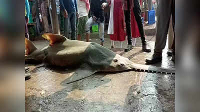 Digha Fish Market: দিঘায় মৎস্যজীবীদের জালে বিরল প্রজাতির সামুদ্রিক মাছ, রেকর্ড দামে বিক্রি