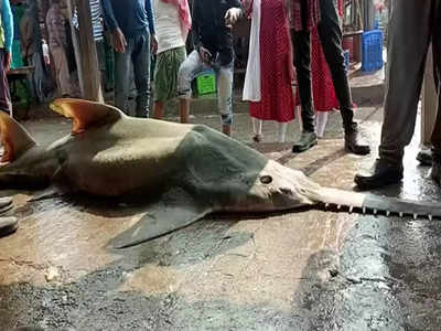 Digha Fish Market: দিঘায় মৎস্যজীবীদের জালে বিরল প্রজাতির সামুদ্রিক মাছ, রেকর্ড দামে বিক্রি