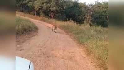 चीतों के बाड़े के पास घूम रहा खूंखार तेंदुआ, वीडियो सामने आते ही कूनो जंगल में खलबली
