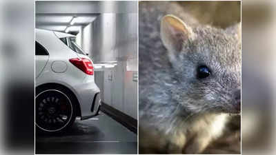 Rodent Free Garage: গাড়ির গ্যারাজে ইঁদুরের বাসা? মুক্তি পাওয়ার সহজ উপায় জানা থাকুক