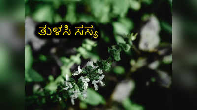 Tulsi Plant: ಅಬ್ಬಾ ಚಳಿಗಾಲ ಬಂದೇ ಬಿಡ್ತು..! ತುಳಸಿಯನ್ನು ರಕ್ಷಿಸೋದು ಹೇಗೆ..?