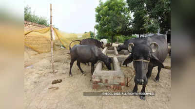 Rajasthan News: मिलावटी पोषाहार से अजमेर में 5 भैंसों की हुई मौत, पशुपालक ने दर्ज करवाया मुकदमा
