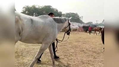 Gwalior: BSF अकादमी टेकनपुर में बड़ा हादसा, घुड़सवारी के दौरान घोड़े ने कॉन्स्टेबल को मारी लात, मौत