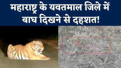 महाराष्ट्र: यवतमाल जिले में बाघ दिखने से दहशत, निलापुर, वड़गांव, रांगना, और भुरकी में टेंशन में ग्रामीण