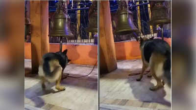 Dog Gleefully Ringing: ఆలయంలో శునకం హడావిడి... గుడి గంట మోగించి...