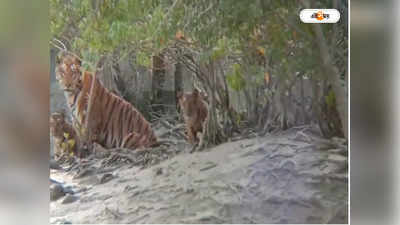 Sundarban Tour: সুন্দরবনে বাড়ছে রয়্যাল বেঙ্গল টাইগার,  আশায় বুক বাঁধছে বন দফতর