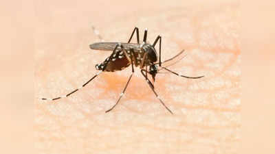 Dengue Fever Kerala: തുടർച്ചയായ മഴ, വില്ലനായി ഡെങ്കിപ്പനി; ഏഴ് ജില്ലകളിൽ പ്രത്യേക ജാഗ്രത