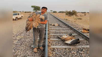 Jaisalmer: गिद्धों की कब्रगाह बनी रेल की पटरियां, ट्रेन से टकराकर चार की मौत, एक घायल