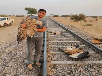 Jaisalmer: गिद्धों की कब्रगाह बनी रेल की पटरियां, ट्रेन से टकराकर चार की मौत, एक घायल