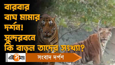 Royal Bengal Tiger : বারবার বাঘ মামার দর্শন! সুন্দরবনে কি বাড়ল তাদের সংখ্যা?