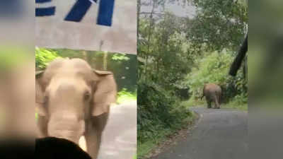 കുറുമ്പ് കാട്ടി ഒറ്റയാന്‍, ബസ് പിന്നോട്ടോടിച്ചത് 8 കിമീ; തോല്‍വി സമ്മതിച്ച് കബാലി, വീഡിയോ