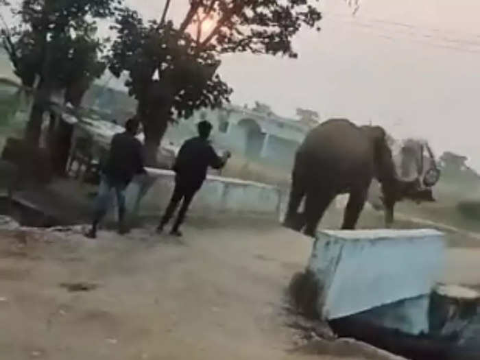 Elephant Throws Bike