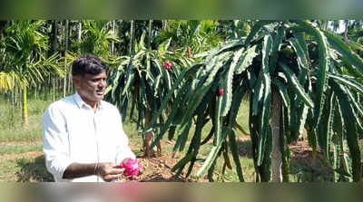 Agriculture Success Story - ಡ್ರ್ಯಾಗನ್ ಫ್ರೂಟ್ ಬೆಳೆದು 5 ವರ್ಷಕ್ಕೆ 15 ಲಕ್ಷ ಲಾಭ ಗಳಿಸಿದ ದಾವಣಗೆರೆಯ ರೈತ
