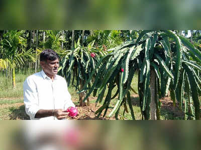 Agriculture Success Story - ಡ್ರ್ಯಾಗನ್ ಫ್ರೂಟ್ ಬೆಳೆದು 5 ವರ್ಷಕ್ಕೆ 15 ಲಕ್ಷ ಲಾಭ ಗಳಿಸಿದ ದಾವಣಗೆರೆಯ ರೈತ