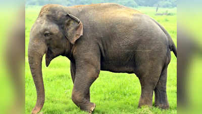 चीतों के बाद अब एमपी में आएंगे 15 हाथी, जानें क्या है इनकी खास बातें