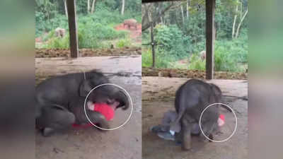 Video: कुस्ती खेळताना हत्ती बसला अंगावर, तरुणाचं पुढे काय झालं तुम्हीच पाहा