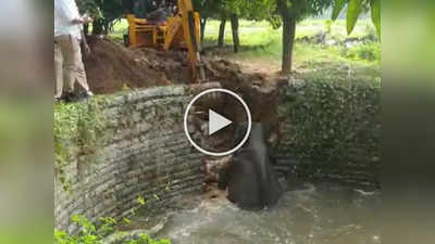 Video: ७०० किलोंचा हत्ती पडला खोल विहिरीत, गावकऱ्यांनी त्याला बाहेर काढलं कसं?