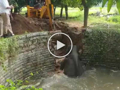 Video: ७०० किलोंचा हत्ती पडला खोल विहिरीत, गावकऱ्यांनी त्याला बाहेर काढलं कसं?