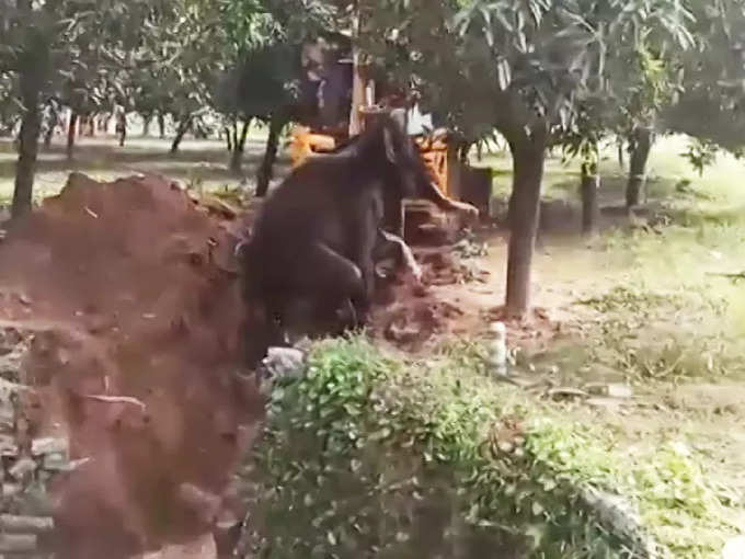 हत्तीला बाहेर कसं काढलं?
