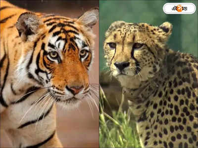 Kuno Cheetah Latest News : কুনোর দুয়ারে হাজির নয়া শত্রু! বিপদে চিতারা