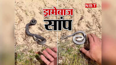 Jungle News: कमाल की एक्टिंग करता है ये सांप! वीडियो देख लोग बोले- इसे तो ऑस्कर मिलना चाहिए