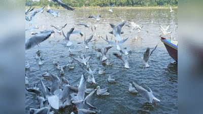 Mathura : 4 हज़ार किलोमीटर का सफ़र कर मथुरा पहुंचे साइबेरियन पक्षी, यमुना में अठखेलियां करने का नजारा तो देखिए