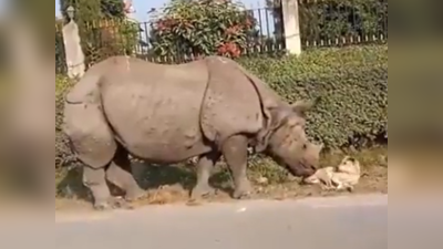 Rhino Viral Video: தூங்கும் நாய்க்கு பகீர் கிளப்பிய காண்டாமிருகம்! வைரல் வீடியோ