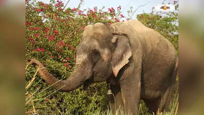 Elephant Attack : জঙ্গলে কাঠ কুড়োতে গিয়ে হাতির হানায় মৃত্যু ২ মহিলার, মর্মান্তিক ঘটনা ডুয়ার্সে