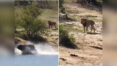 शेर से बचने के लिए भैंस ने पानी में लगाई छलांग, लेकिन किस्मत ने उसके साथ खेल कर दिया