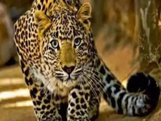 leopard 3