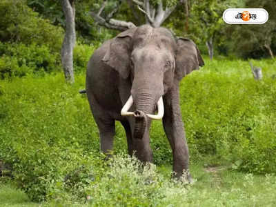 Joymala Elephant : পায়ে গভীর ক্ষত, অত্যাচারিত হাতি জয়মালাকে ফেরত চায় অসম