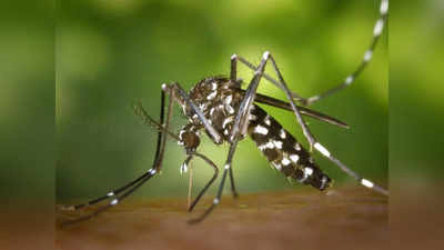 Dengue Symptoms: ഡെങ്കിപ്പനിയുടെ ഈ ലക്ഷണങ്ങൾ അവഗണിക്കല്ലേ...