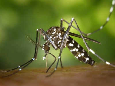 Dengue Symptoms: ഡെങ്കിപ്പനിയുടെ ഈ ലക്ഷണങ്ങൾ അവഗണിക്കല്ലേ...