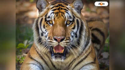 Ranthambore Tiger Attack  : লোকালয়ে রনথম্বরের বাঘ, আত্মারাম খাঁচাছাড়া গ্রামবাসীদের!