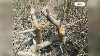 Mangrove Forest : ম্যানগ্রোভ নষ্ট করে মাছের ভেড়ি তৈরির অভিযোগ,কুলতলিতে ক্ষুব্ধ গ্রামবাসীরা