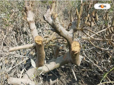 Mangrove Forest : ম্যানগ্রোভ নষ্ট করে মাছের ভেড়ি তৈরির অভিযোগ,কুলতলিতে ক্ষুব্ধ গ্রামবাসীরা