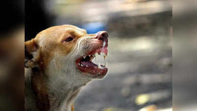 Noida Dog Attack: नोएडा में फिर बच्ची को कुत्ते ने नोच खाया, 10 डॉग वाले पर मालिक पर लगा 10 हजार का जुर्माना